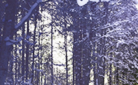 ��дСѩ��������