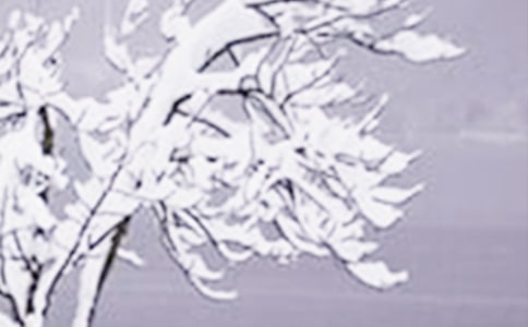 Сѩ������������