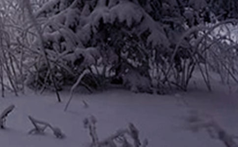 [��]Сѩ������