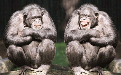 �����ɽ���������