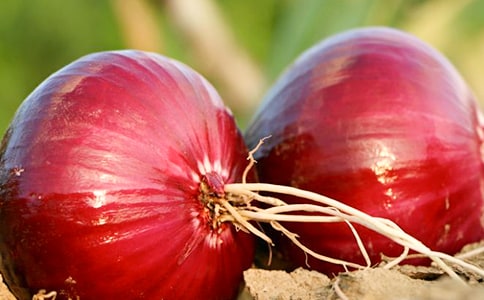 ����в�����������