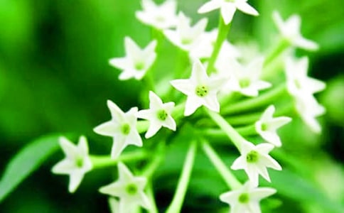 ҹ����״������