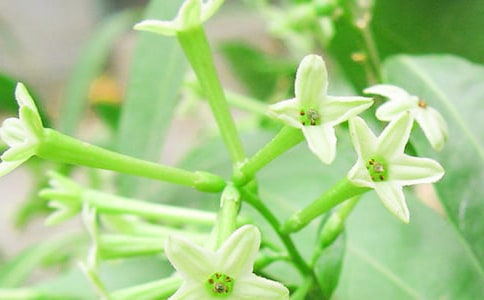 ҹ���������