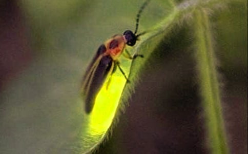 ����ө���ľ���