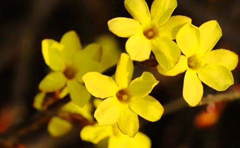 ӭ����Сѧ������