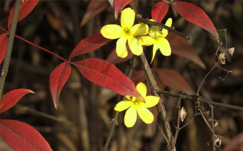 ���Ƽ���ӭ��������