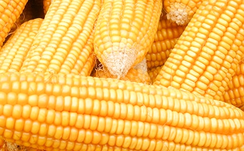 �����չ���ͬ11ƪ