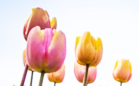 ����������ʵ�ã�2ƪ��