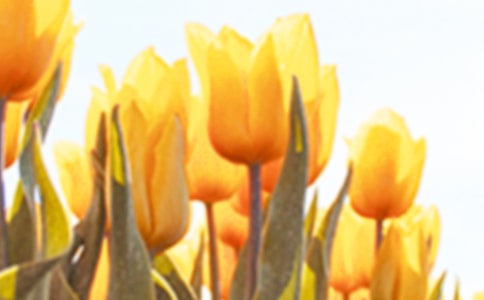 ����������ľ�ѡ(15ƪ)