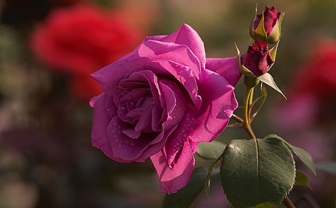 月季优秀作文(通用107篇)