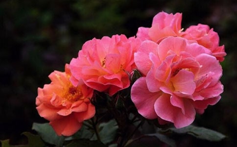 �¼���԰������