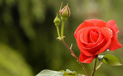 д�¼�������5ƪ