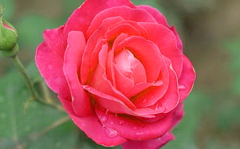 2024�������¼����ľ��Ӽ���51��