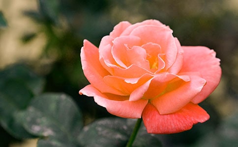 д�¼�������