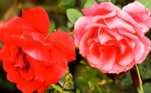 �¼�����������