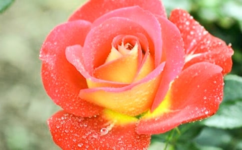 2024�꾫ѡ�����¼����ľ���26��