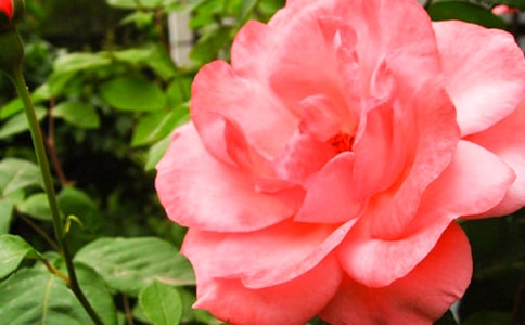 �¼����ı�����