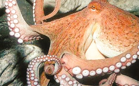 ��������С��̰�