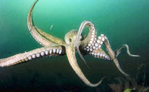 ���������̰�