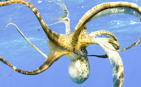 ���������̰�6ƪ