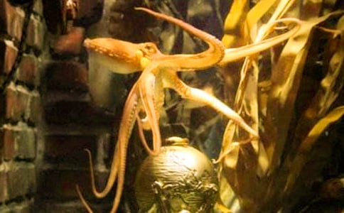 章鱼美术教案(精选5篇)