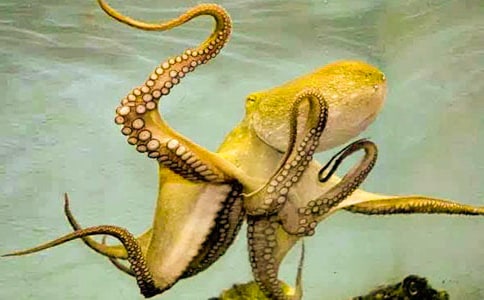 ���������̰�