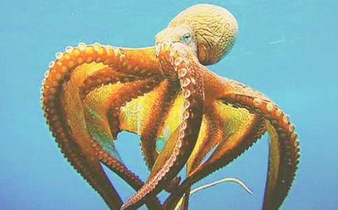 �а��������ֵ�����̰�