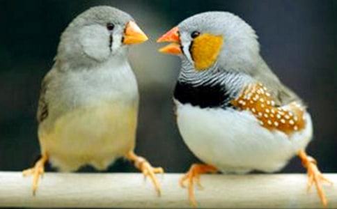 �������� ���