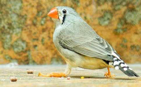 ���꼶�����ϲ�������̰�12ƪ