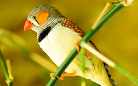 Сѧ���ġ������񡷽̰����