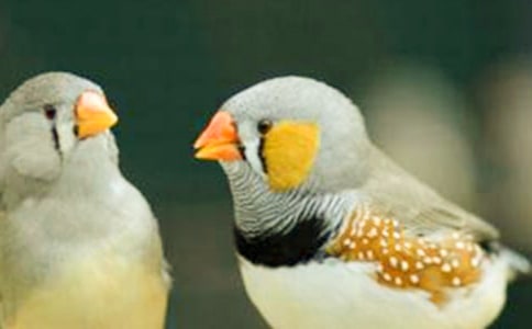 �����������Ľ̰�15ƪ