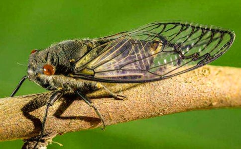 ׽֪������500��