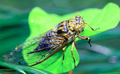 ץ֪������