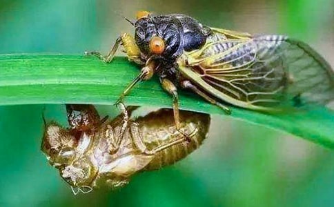 ׽֪������800��