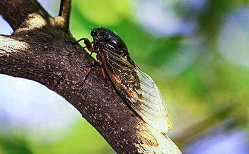 ׽֪������700��