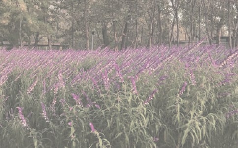 �й�ֲ��԰�ռ���ƪ