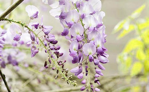 ���ٻ�����