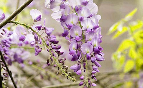 С�������滭�̰������ٻ�