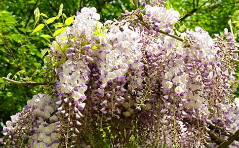 ���ٻ���������ƪ