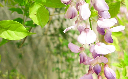 ���꼶���ٻ�����