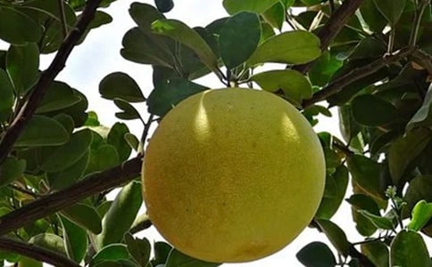 �����Ҹ�������