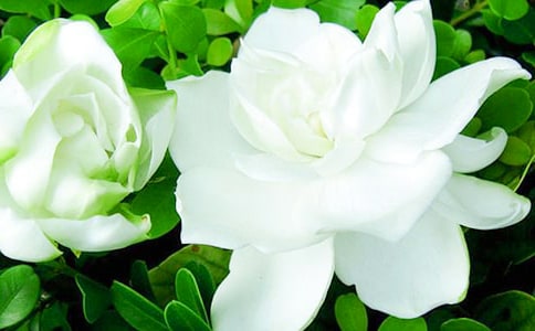 ���ӻ������ĺϼ�15ƪ