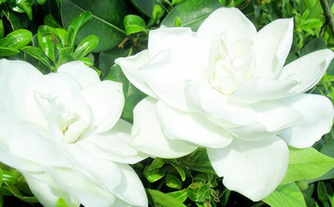 ���ӻ�������ƪ