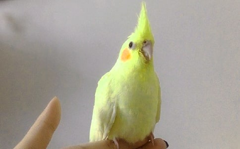 ���Ƽ�����Ƥ��������