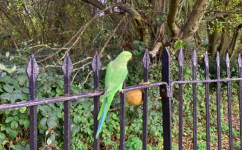 ��Ƥ�������ġ�����