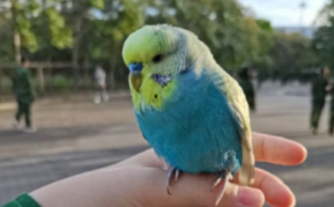 ��ֻ��������