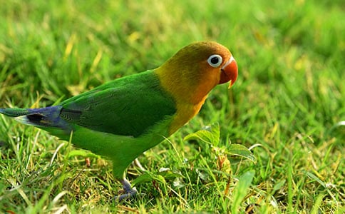 �Ҽҵ�С��������