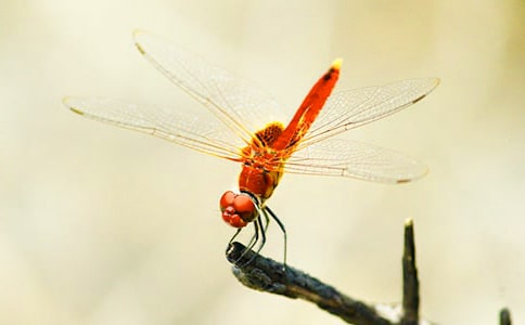 ���������ģ�ͨ��25ƪ��