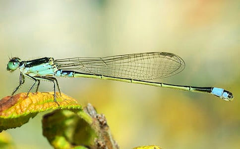 ���ŷ����ѡ��ڶ���ʱ ֮һ