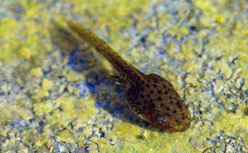 ��С��������衷 ��ѧ���֮��